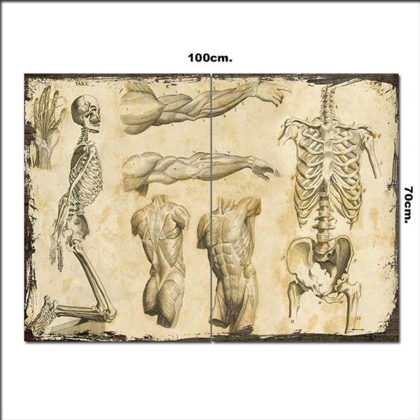Bedeko Ahşap Tablo İnsan Anatomisi 70*100Cm - Image 1