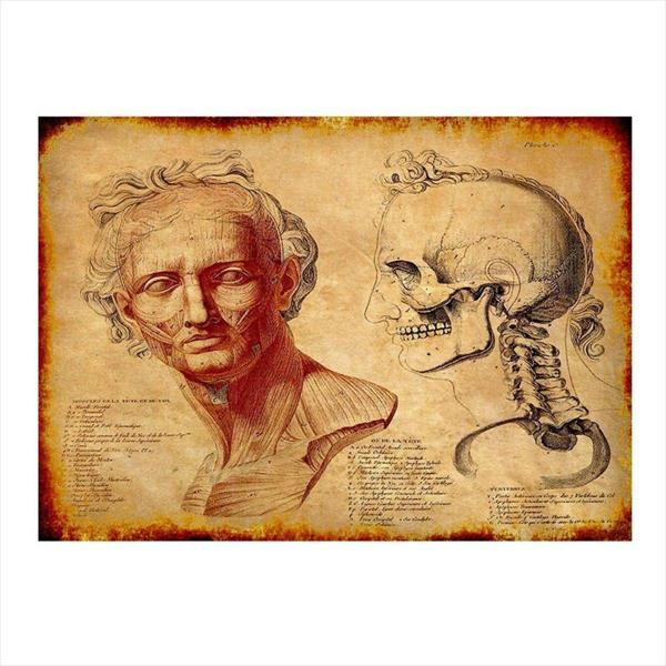 Bedeko Yüz Anatomisi Model Ahşap Tablo - Image 1