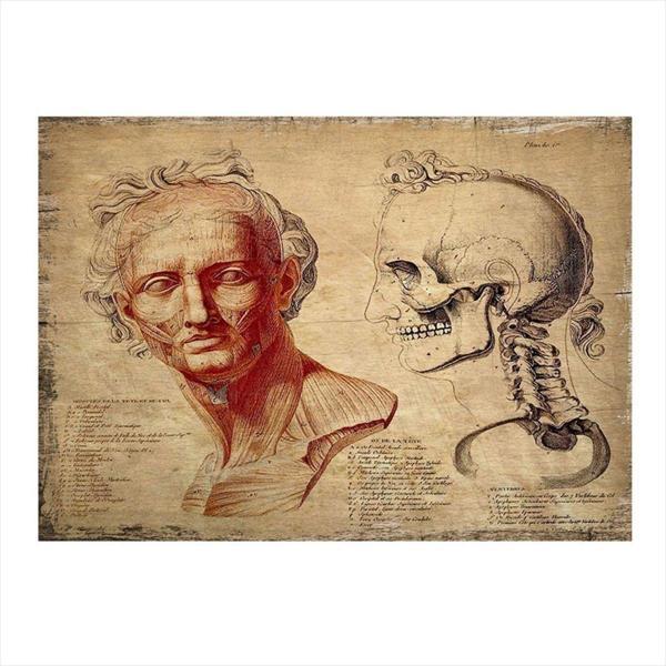 Bedeko Yüz Anatomisi Desenli Ahşap Tablo - Image 1
