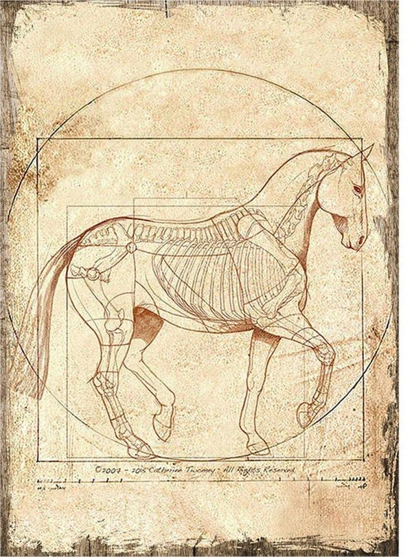 Bedeko Atın Anatomisi Model Ahşap Tablo - Image 1