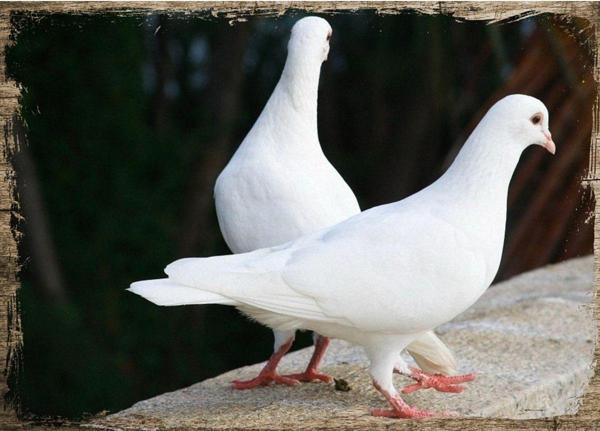 Bedeko Ahşap Tablo Domino Taşları - Image 1