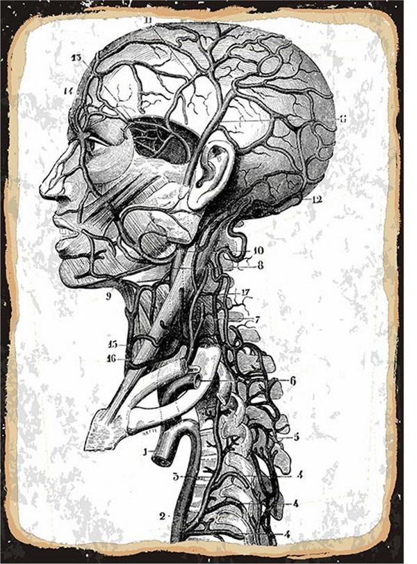 Bedeko İnsan Anatomisi Modern Ahşap Tablo - Image 1