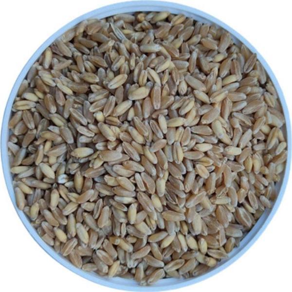 Malatya Yem Elenmiş Buğday -25Kg - Image 1