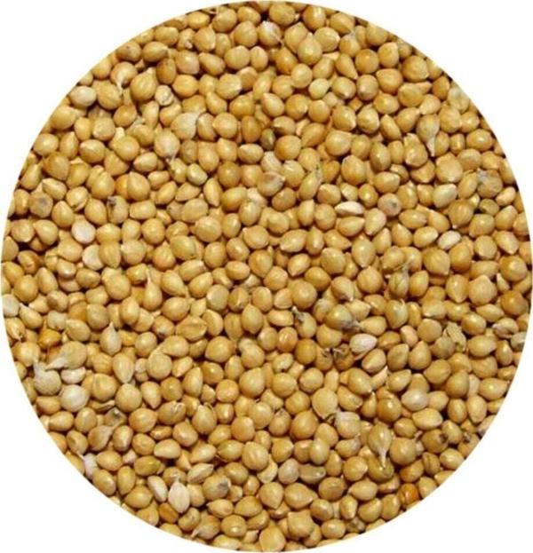 Malatya Yem Muhabbet Kuşu Yemi Sarı Darı 20Kg - Image 1