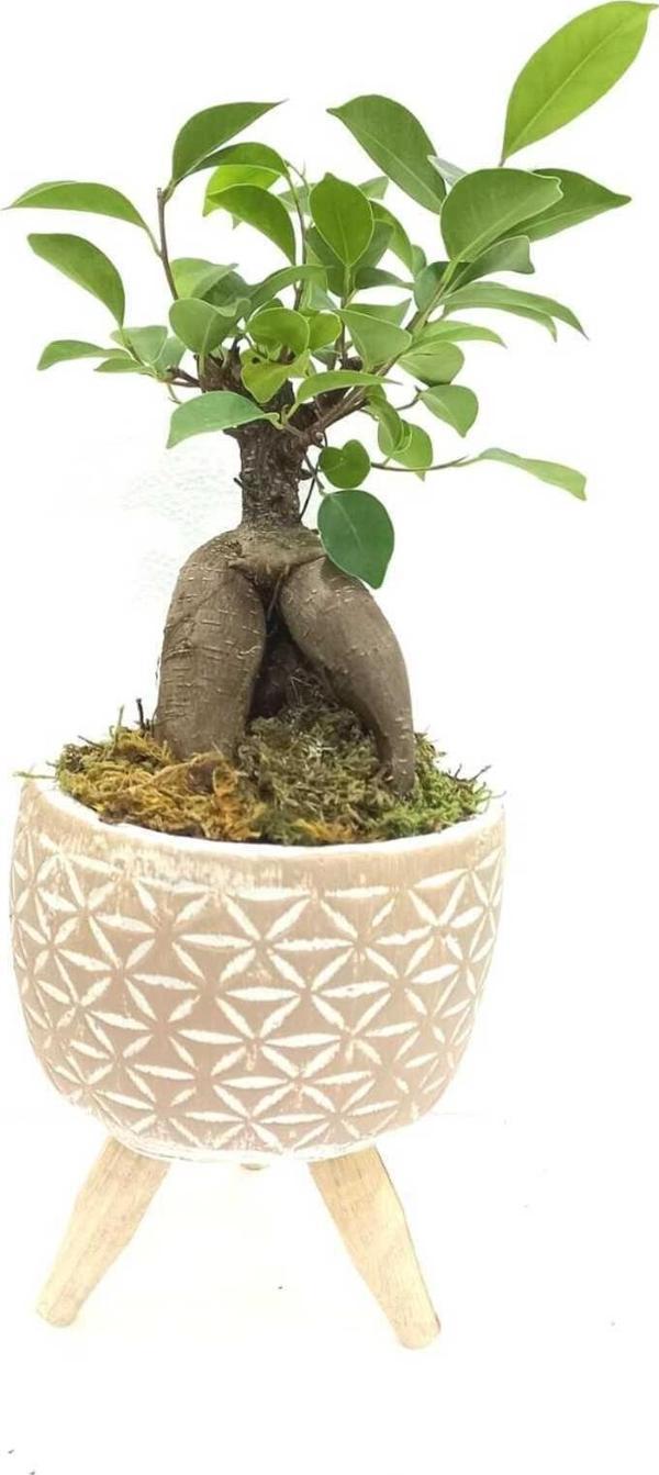D'S Ahşap Ayaklı Yıldız Desenli Dekoratif Beton Saksıda Ficus Ging Seng Bonsai - Image 1