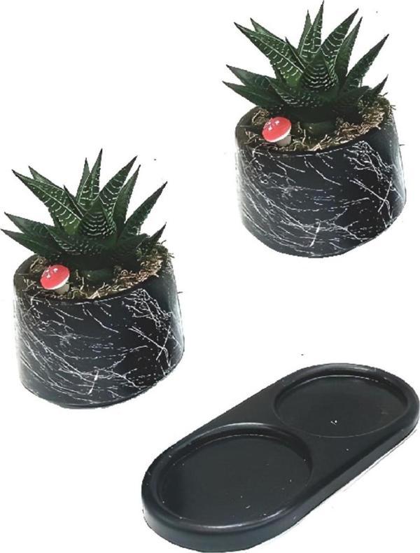 D'S Ikili Oval Siyah Ebruli Saksıda Haworthia Tasarım2 - Image 1