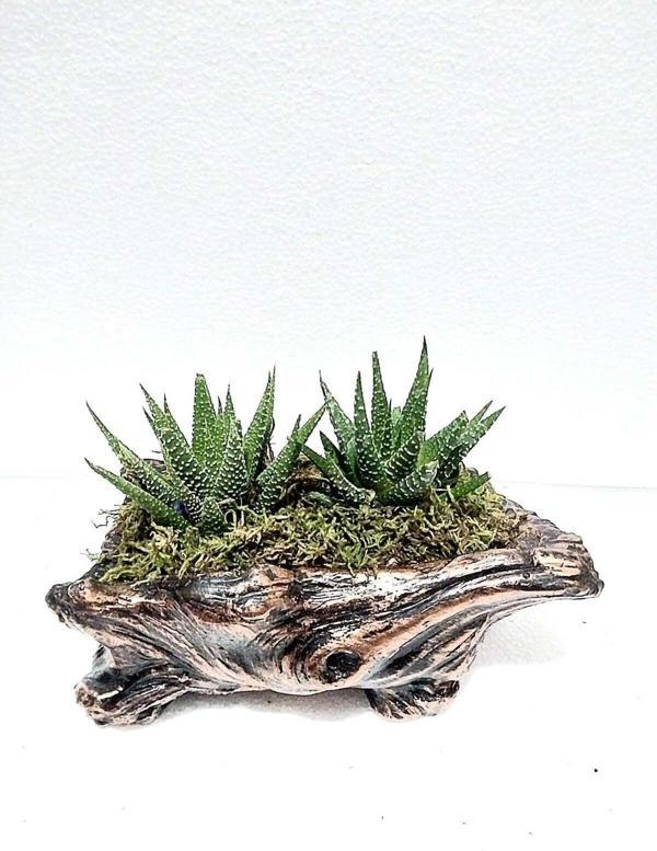 D'S Kütük Beton Saksıda 2 Adet Canlı Haworthia Bitkili Tasarım - Image 1