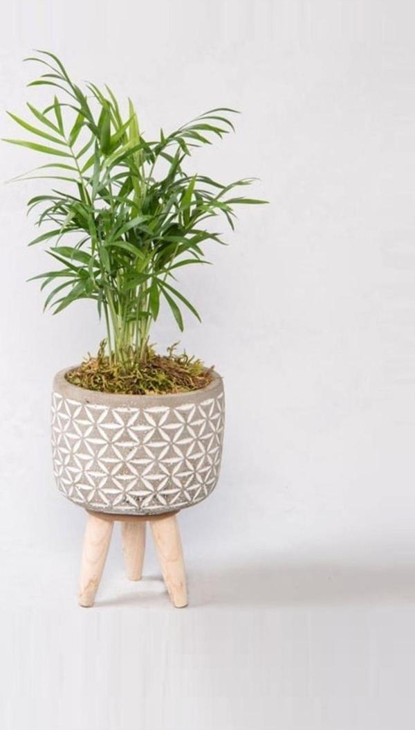 Sts Flower Ayaklı Saksıda Chamadore Bitkisi - Image 1