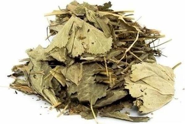 Aslan Pençesi 20 Gr (Paket-Bitki) 1Adet - Image 1