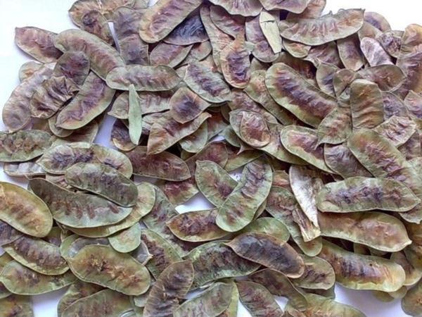 Dökme Bitkiler Aşlık Otu / Devegözü -100 Gr - Image 1