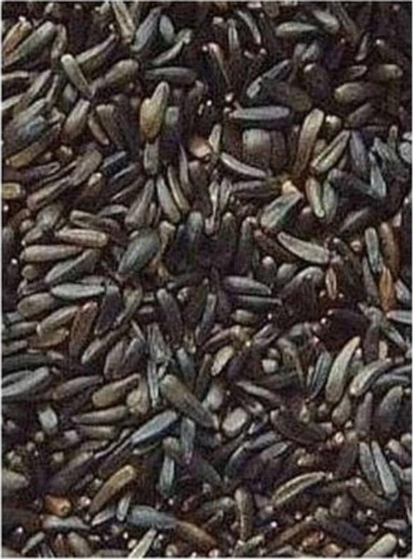 Dökme Tohumlar Nijer Tohumu - 100 gr - Image 1