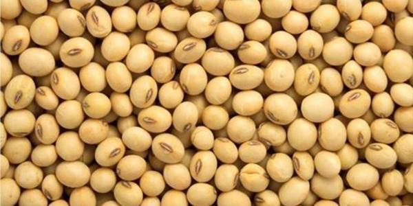 Dökme Bakliyat Soya Fasulyesi - 1 Kg - Image 1