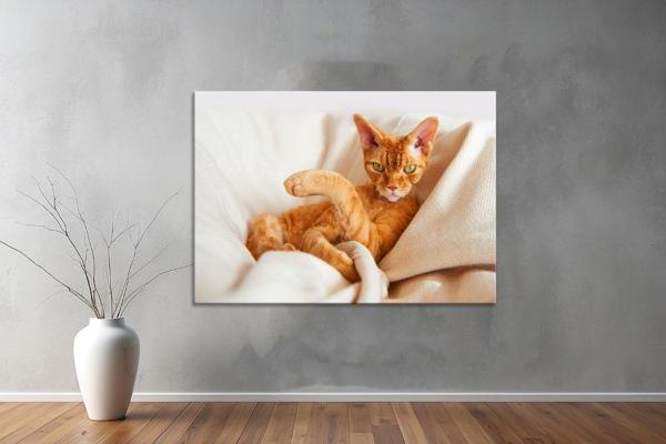 Hayvanlar ( Animal's) Kanvas Yatay Tablo608  - Image 1