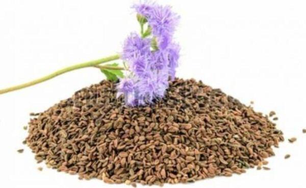 Hüdaverdi Arıcılık Arı Otu Tohumu Faselya 500 Gr - Image 1