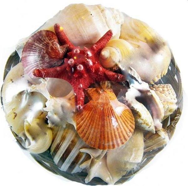 Fruit Of The Sea 12 İnç - Image 1