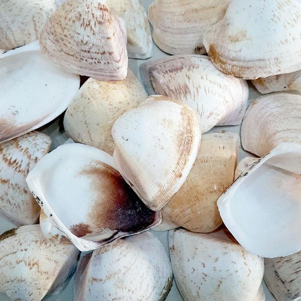 Giant Shells Brown Kiloluk Deniz Kabuğu (1 KG) - Image 1