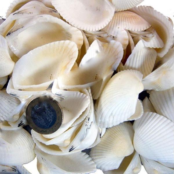 Arca Arca Kiloluk Deniz Kabuğu (1 KG) - Image 1