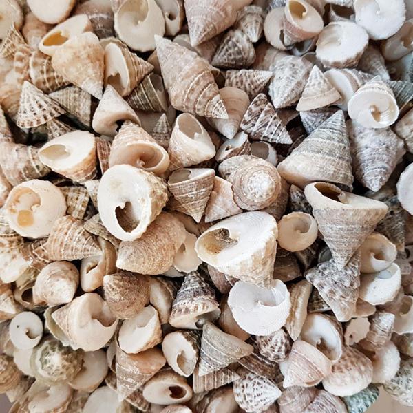 Astrea Undosa Naturel Mini Kiloluk Deniz Kabuğu (1 KG) - Image 1