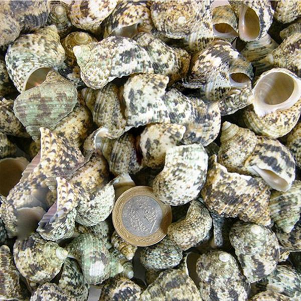Bruneus Kiloluk Deniz Kabuğu (1 KG) - Image 1