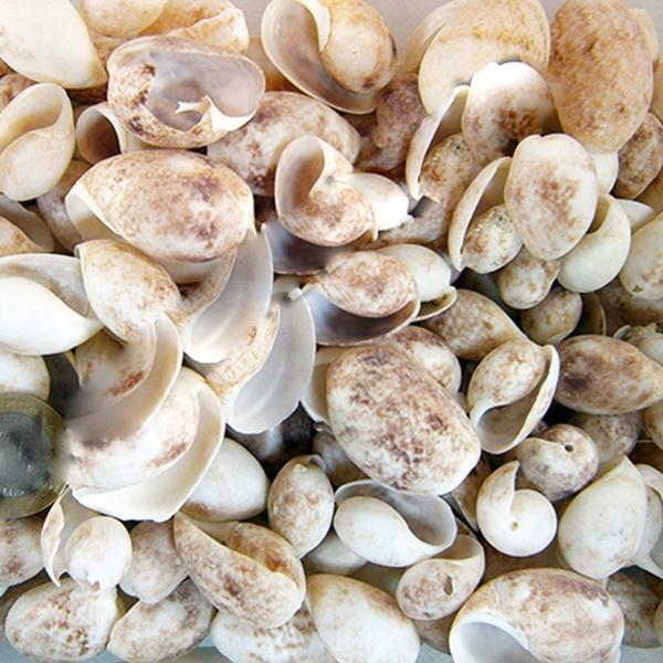 Bulla Ampula Kiloluk Deniz Kabuğu (1 KG) - Image 1