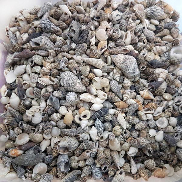 Karışık Minik Kiloluk Deniz Kabuğu (Şişe İçi İçin) (1 KG) - Image 1