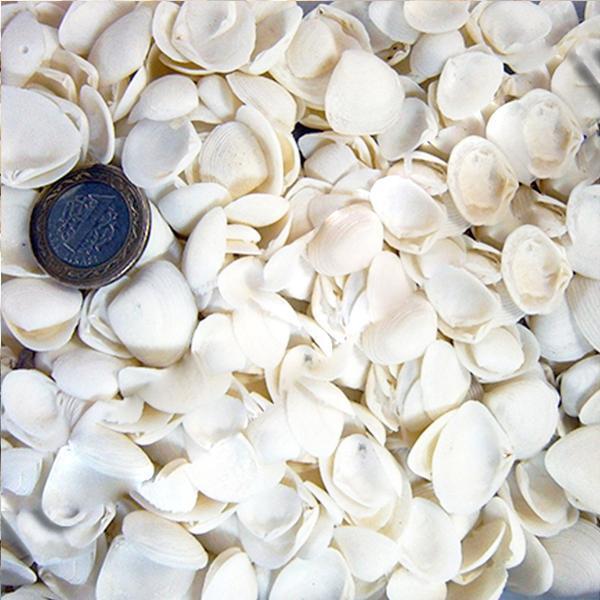 Cay Cay Kiloluk Deniz Kabuğu (1 KG) - Image 1