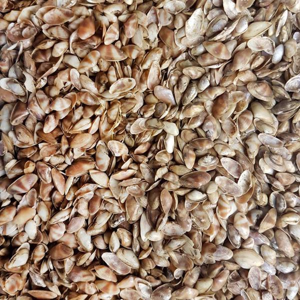 Cay-Cay Mini (Brown) Kiloluk Deniz Kabuğu (1 KG) - Image 1