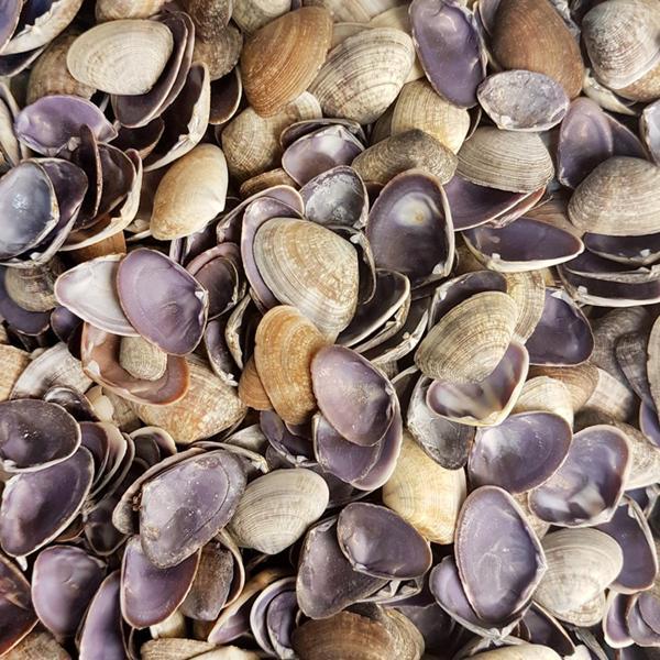 Cay-Cay Purple Kiloluk Deniz Kabuğu (1 KG) - Image 1
