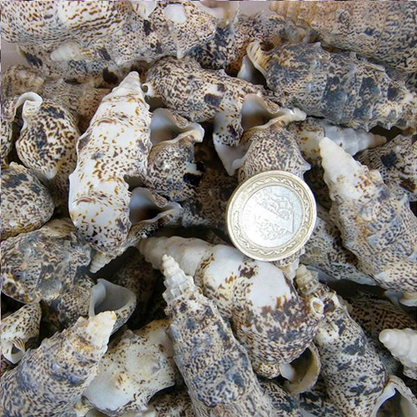 Cerıthıum Vulgatum Kiloluk Deniz Kabuğu (1 KG) - Image 1