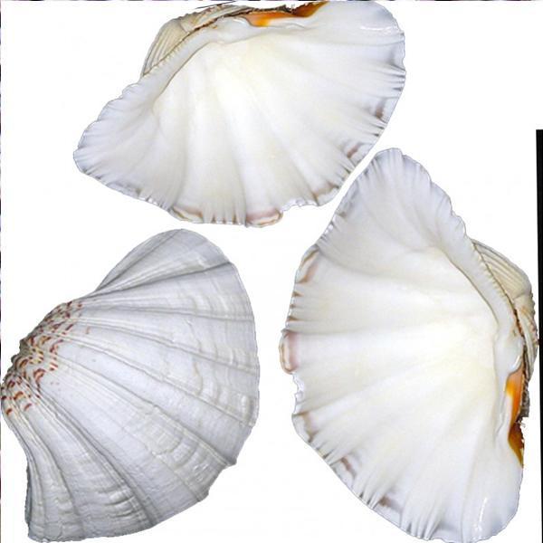 Chına Clam Kiloluk Deniz Kabuğu (1 KG) - Image 1