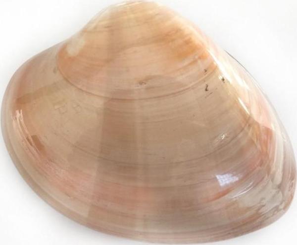 Chocolate Clam 4 İnç  Kapaklı - Image 1