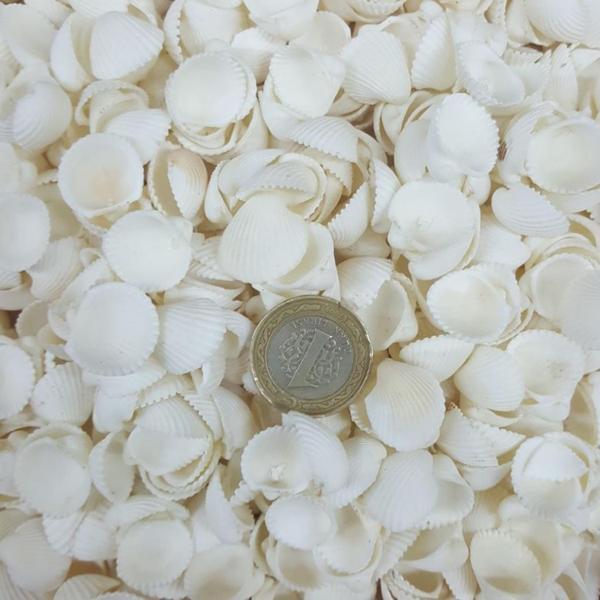 Clam Rose Cochles -Orta Kiloluk Deniz Kabuğu (1 KG) - Image 1