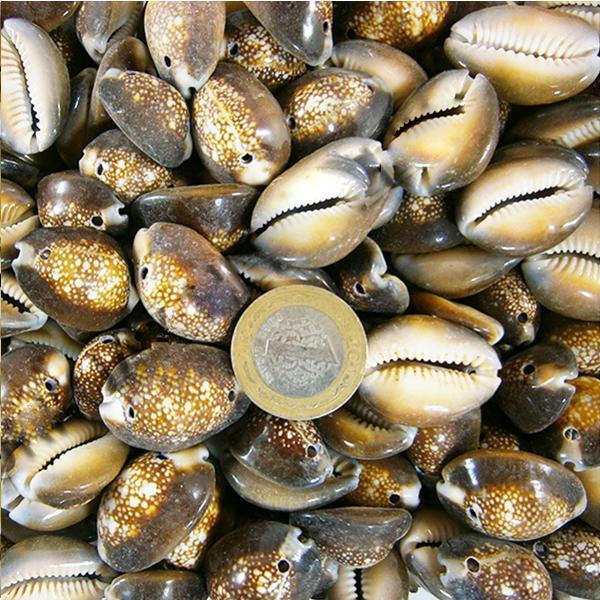 Cyprea Caputserpentıs Kiloluk Deniz Kabuğu - İki Delikli (1 KG) - Image 1