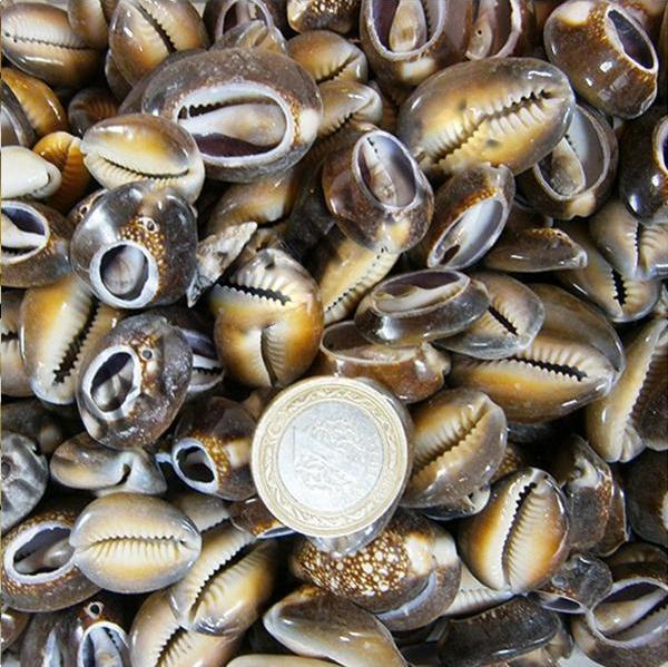 Cyprea Caputserpentis Kiloluk Deniz Kabuğu - Kesik (1 KG) - Image 1