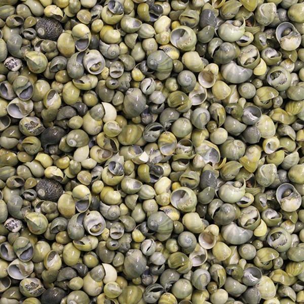 Mini Mongo Shell Kiloluk Deniz Kabuğu (1 KG) - Image 1