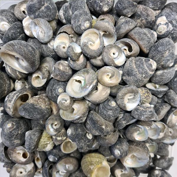 Moonshell Umbinium Kiloluk Deniz Kabuğu (1 KG) - Image 1