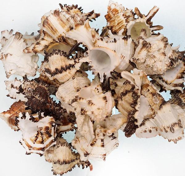Murex İndivia Kiloluk Deniz Kabuğu (1 KG) - Image 1