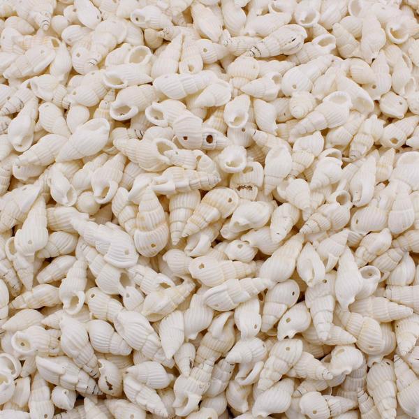 Nassa Shell Kavrulmuş Beyaz Delikli Deniz Kabuğu  (1 KG) - Image 1