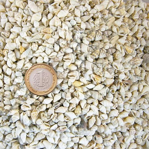 Nassa Shell Kavrulmuş Kiloluk Deniz Kabuğu (1 KG) - Image 1