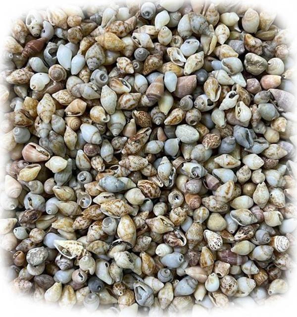 Nassa Shell Kiloluk Deniz Kabuğu (1 KG) Yerli - Image 1