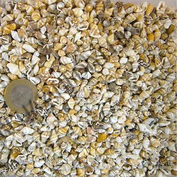Nassa Shell Kiloluk Deniz Kabuğu 500 Gr - Image 1