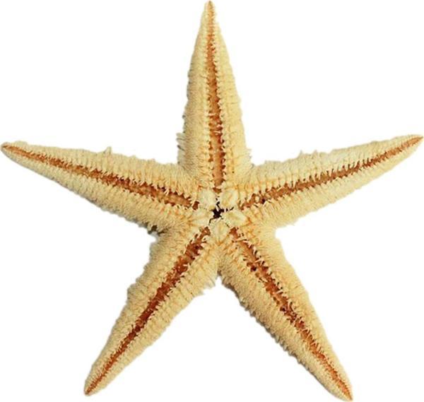 Natural Deniz Yıldızı 6 Cm - 9 CM - Image 1
