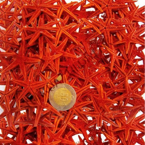 Naturel Deniz Yıldızı Minik Boy  1.5 Cm -3 Cm (100 Adet)  Kırmızı - Image 1