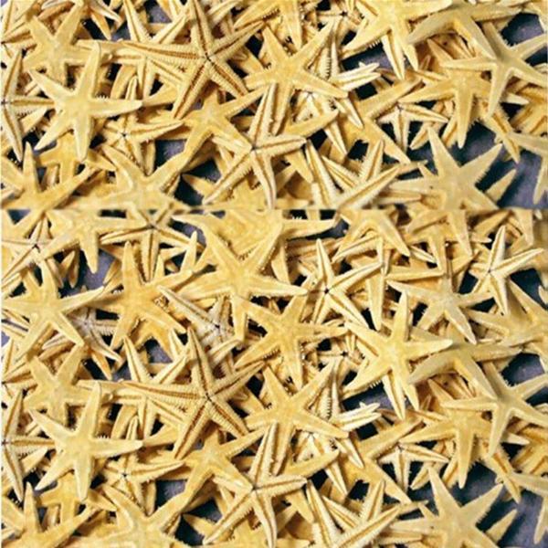 Naturel Deniz Yıldızı Minik Boy 0.5 -2 CM (10 Adet)  Natural - Image 1