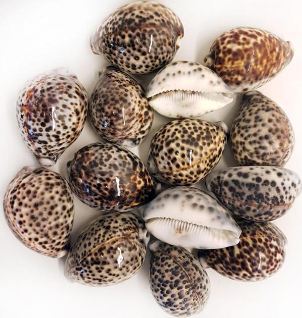 Tiger Cowrie Kiloluk Deniz Kabuğu (1 KG) - Image 1