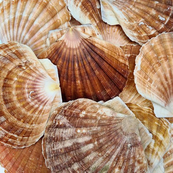 Pecten Maximus Kiloluk Deniz Kabuğu (1 KG) - Image 1