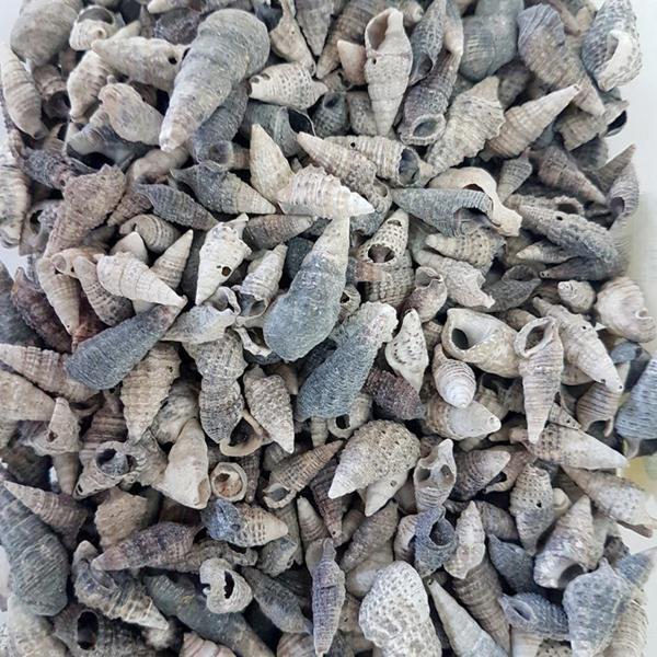 Trivitata Kiloluk Deniz Kabuğu (1 KG) - Image 1