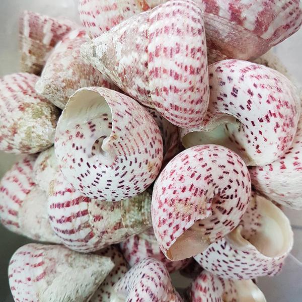 Troca Strawberry Kiloluk Deniz Kabuğu (1 KG) - Image 1