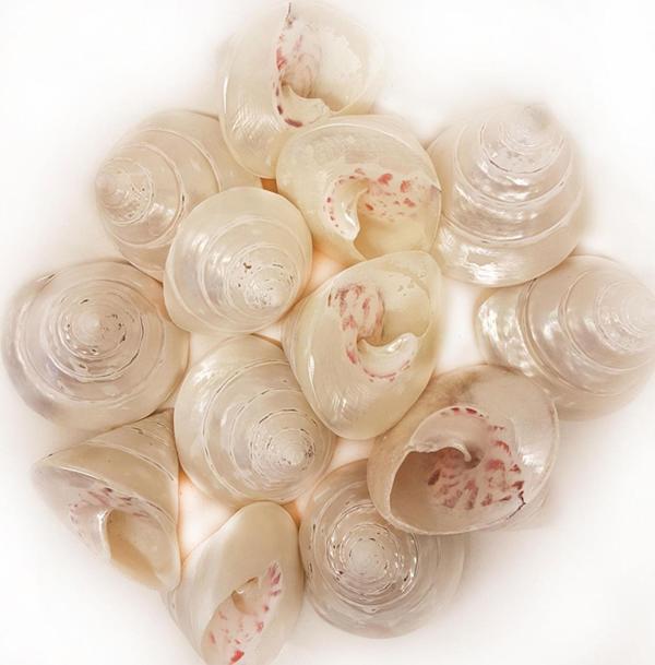 Troca Strawberry Pearlized Kiloluk Deniz Kabuğu (1 KG) - Image 1