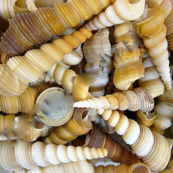 Turitella Kiloluk Deniz Kabuğu (1 KG) - Image 1